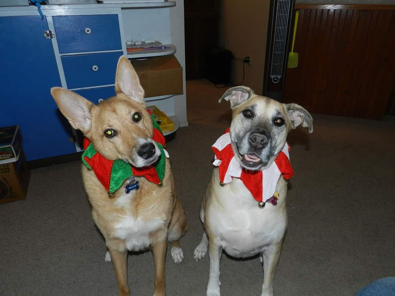 Readers pet photos